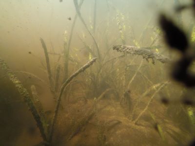 Grass is once again growing in key Caloosahatchee locations