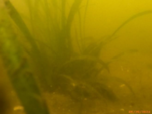 Seagrass in cages, Caloosahatchee River