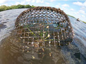 Floaters in the cages are a good sign, and each was replanted within the project location