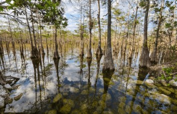 Everglades