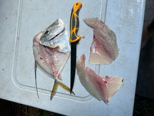 The responsive blade handles smaller fish extremely well.