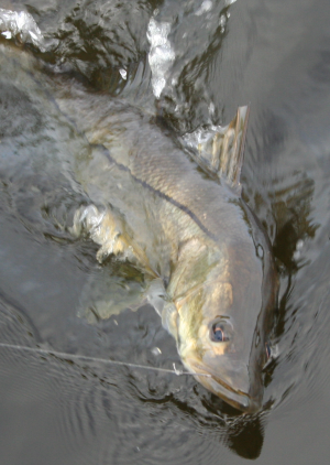 Snook won't feed when they are cold stressed