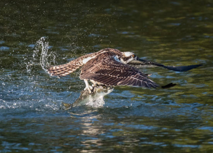 Menhaden Predation