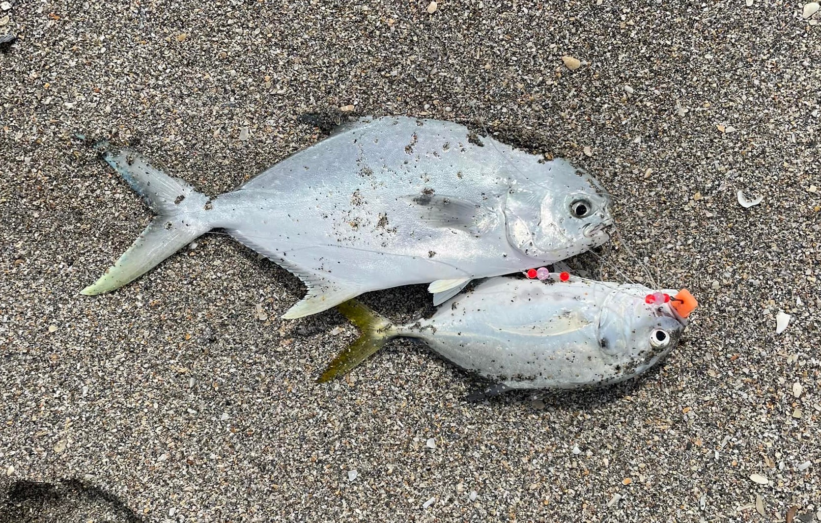 Cool off in the summer surf and the east coast pompano bite!