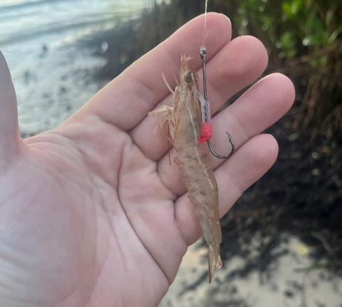 The ShrimpWalker can extend your bait life