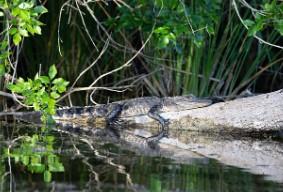 Everglades Alligator